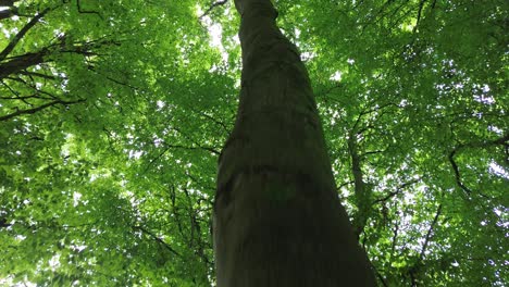 4k30p drone aerial view forest tree trunk growth going up to sky above