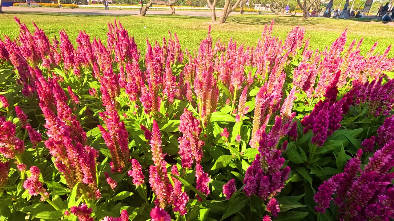 이 많은 공원 에서 활기찬 셀로시아 꽃