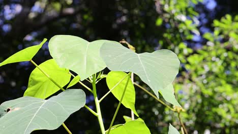 green leaves fluttering in a gentle breeze