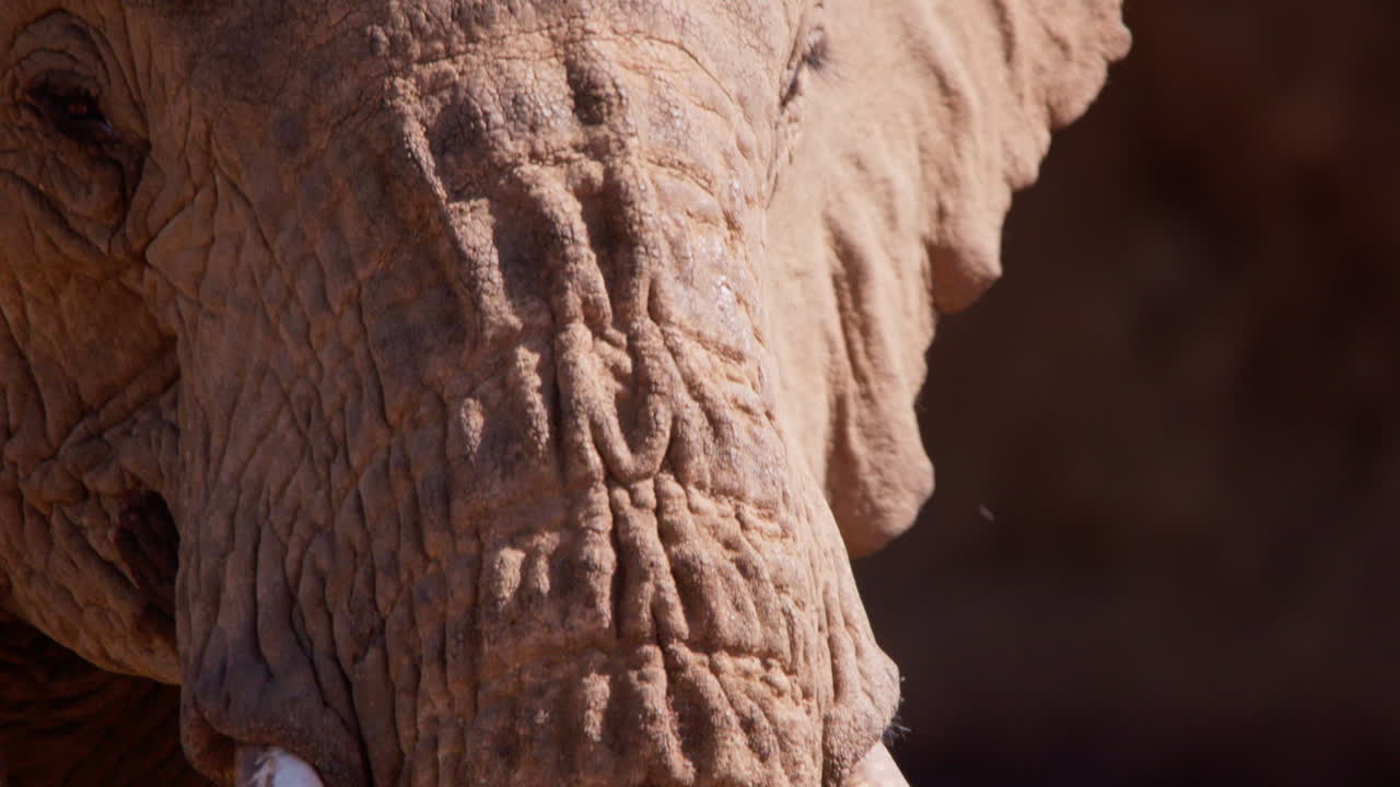 Testa e proboscide di elefante africano di savana nella savana
