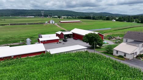 aerial approaching shot of large american farmstead with buildings and home surrounded by green landscape. cloudy day in small american town of pa, usa. growing maize field along street.
