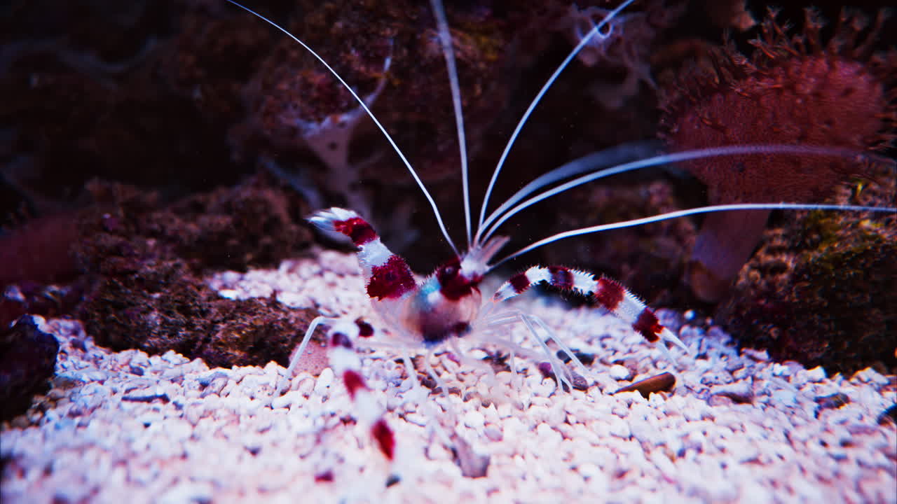 Close up of a Banded coral shrimp near coral reefs