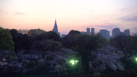 beautiful view of sakura cherry blossom trees, tokyo skyline and skyscraper silhouettes