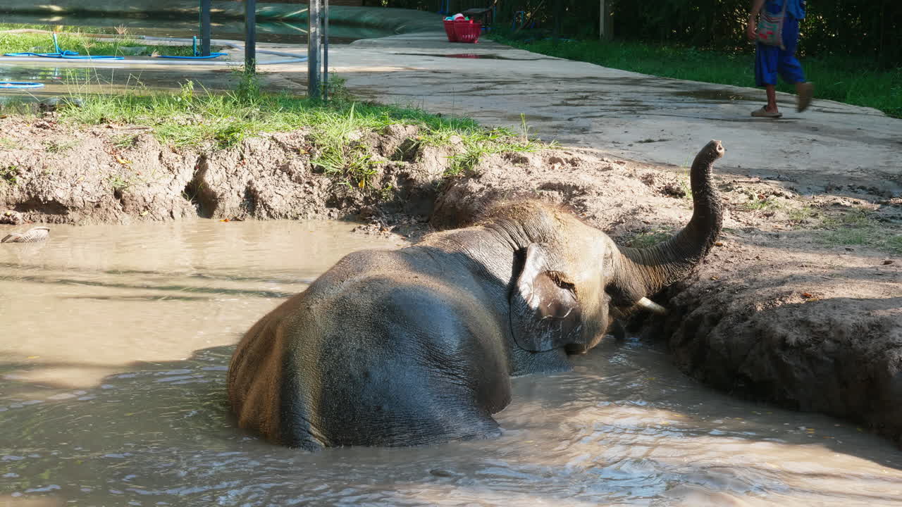 Elephant Bathing in Mud
