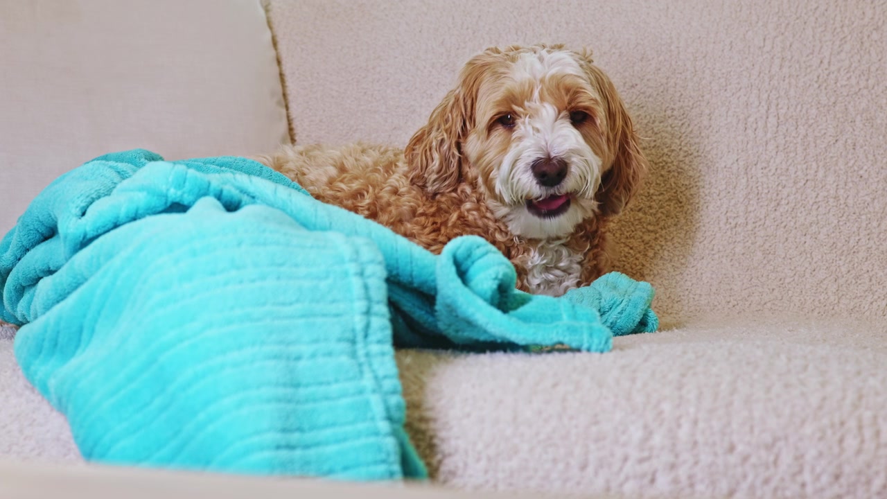 Un cane riposa sul divano con una coperta blu in uno spazio interno accogliente durante un momento tranquillo della giornata.