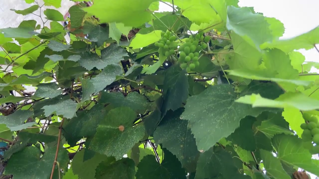 Grappoli d'uva verde acerba appesi a una vite