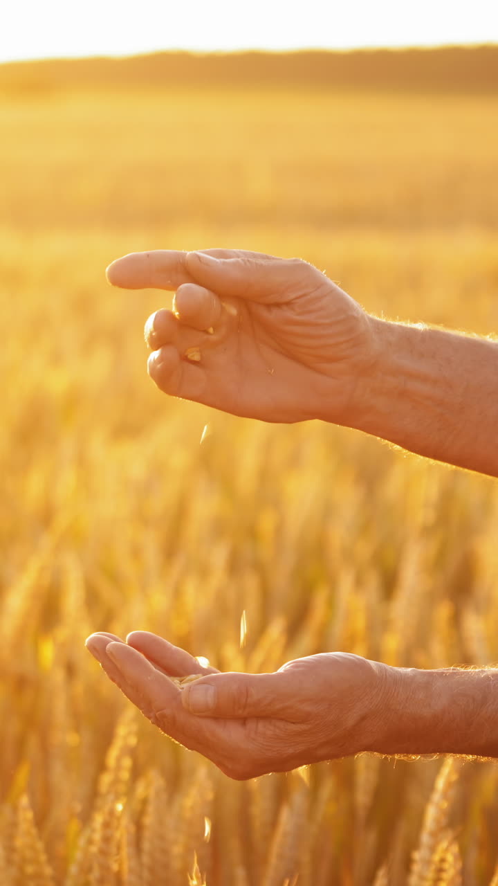 Farmer sifting grains in hands. Hands of a man with grains against the yellow sunlight on a field. Slow motion. Vertical video
