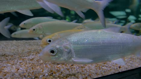 shoal of silver fishes swimming in huge aquarium