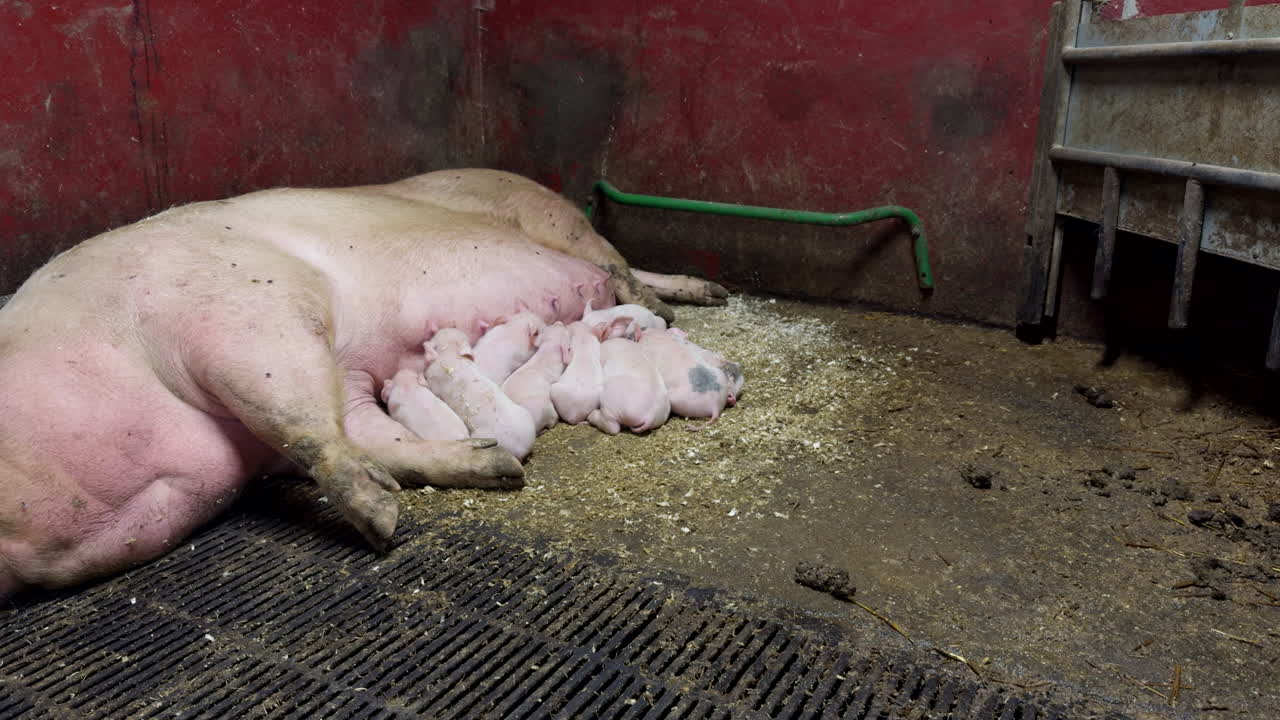 Newborn Piglets Sucking Milk From Female Pig While Resting In Dirty Pigpen. wide shot