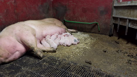 newborn piglets sucking milk from female pig while resting in dirty pigpen. wide shot