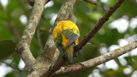 Sun-parakeet,-sun-conure-with-vibrant-appearance,-perched-on-the-tree-in-its-natural-habitat,-beak-rubbing-against-the-tree-branch,-close-up-shot