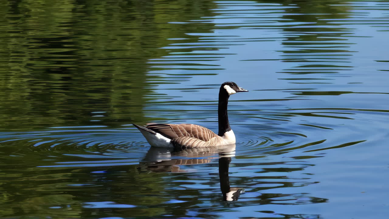 Canada Goose on a Pond
