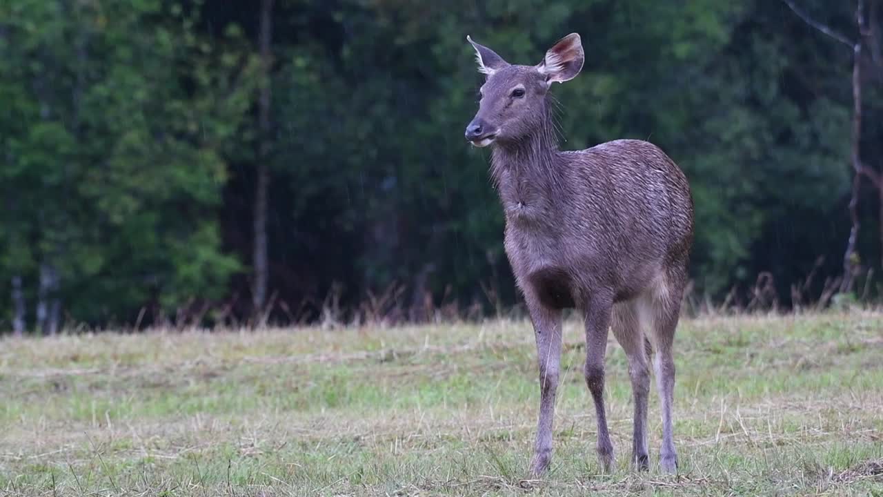 Cervo Sambar in piedi su una prateria nel Parco Nazionale di Khao Yai, Hin Tung, Thailandia - campo lungo