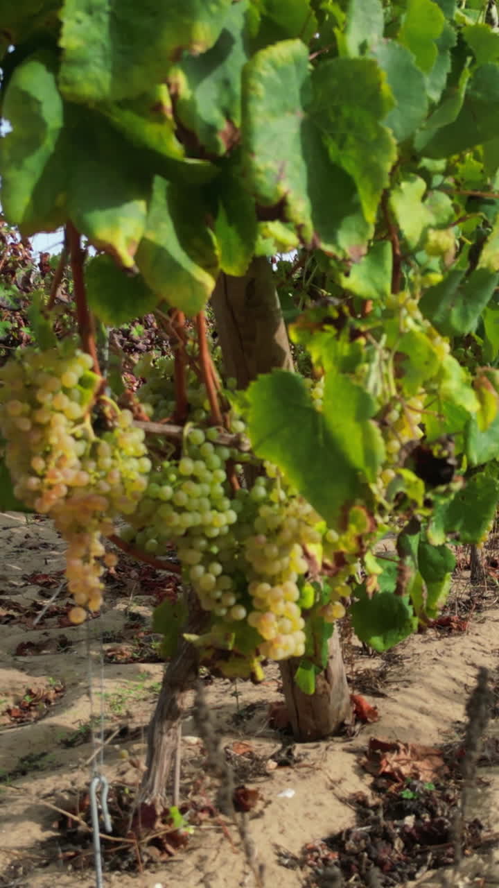 Vertical drone shot around grapes hanging on grapevine plants, sunny, autumn day