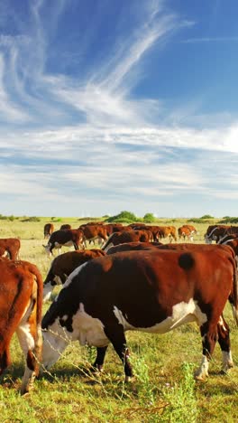 This-idyllic-rural-setting-reflects-the-simple-beauty-of-nature-and-the-quiet-harmony-of-farm-life,-where-the-cows-move-leisurely,-enjoying-their-day-in-the-sun