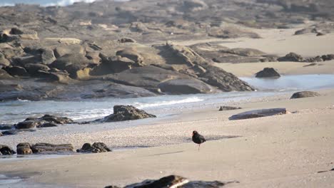 african black oystercatcher walking along the beach sand