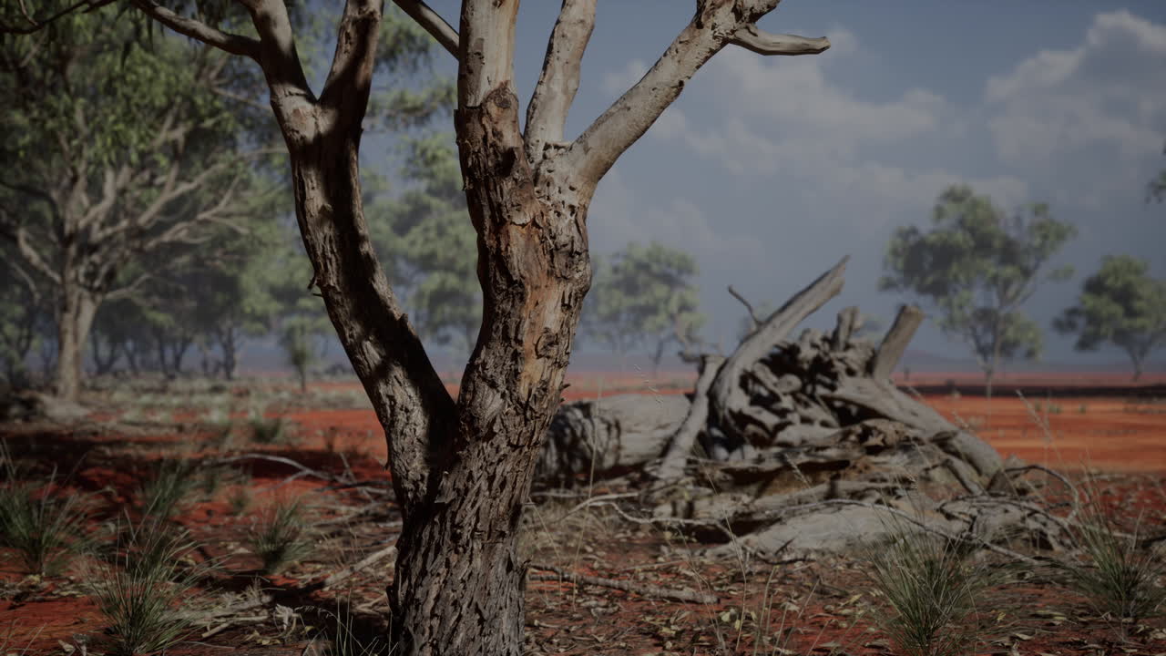 아프리카 의 나무 와 함께 아름다운 풍경