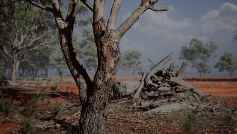 beautiful landscape with tree in africa