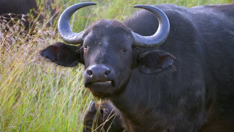 the black buffalo lay down chewing the grass