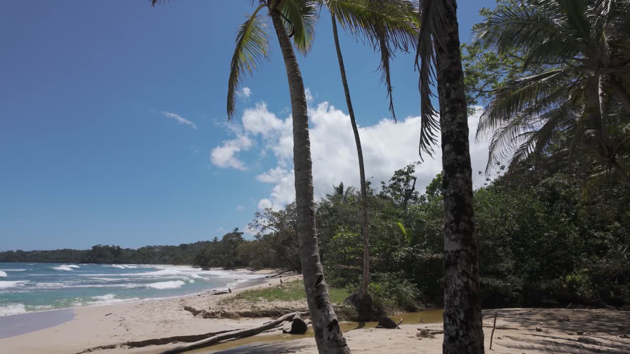 playa tropical con palmeras y aguas azules claras en la playa de la rana roja, isla de bastimentos, panamá