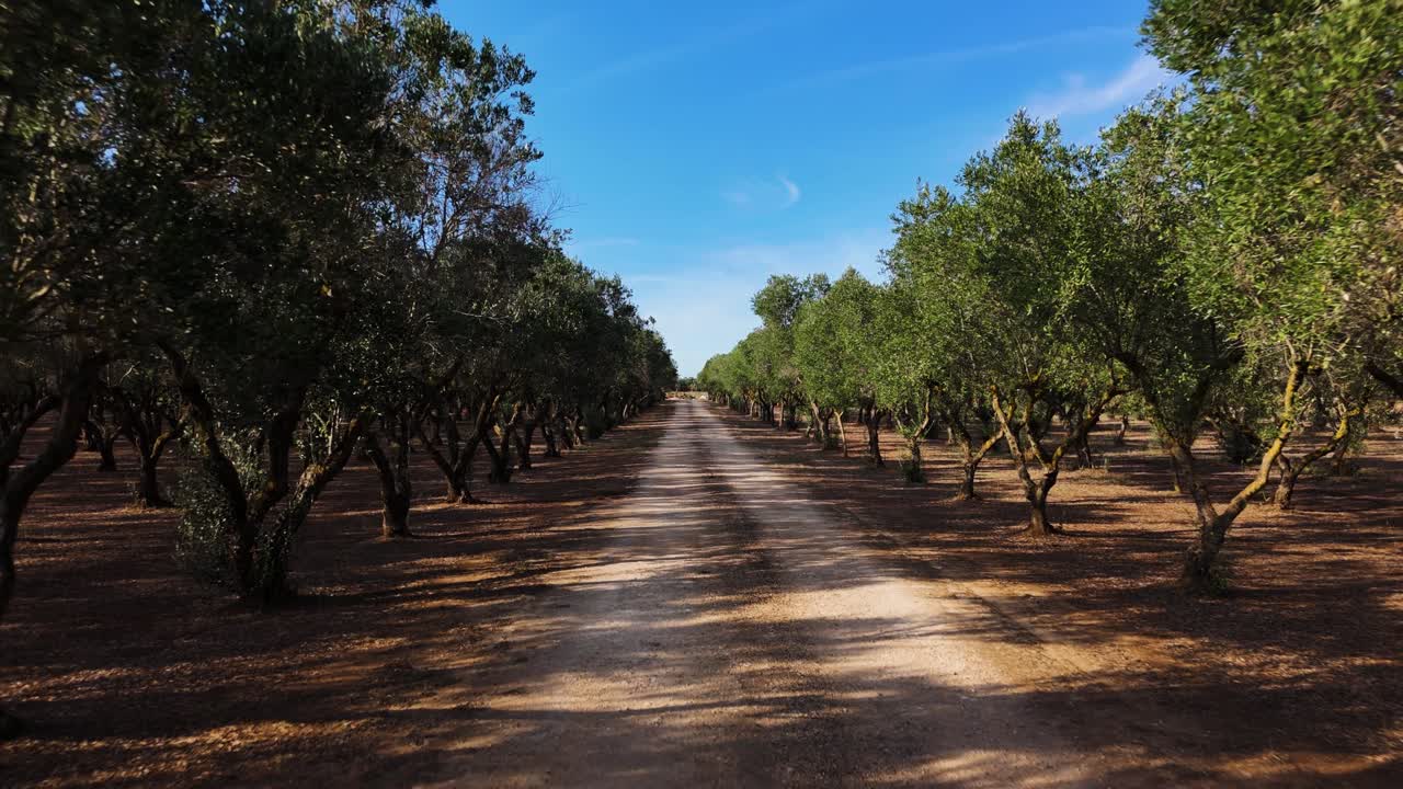 Growing olive trees in Italian plantation, dolly backward view