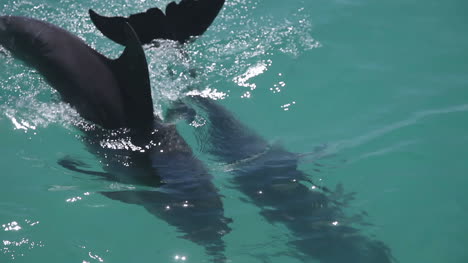 delfines 15