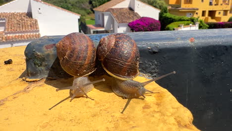 Two-garden-snails-slowly-moving-on-a-yellow-rock-wall,-snails-walking-in-the-sun-on-a-hot-summer-day,-4K-shot