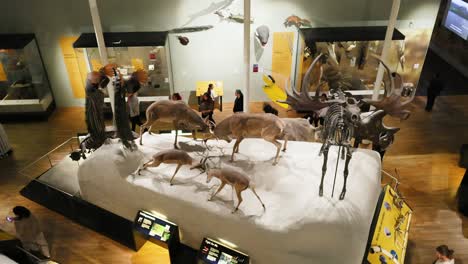 animal skeletons and models on display in museum