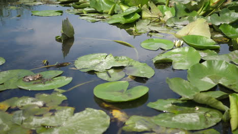 lirio de agua en el lago salvaje