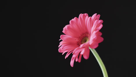 video de la flor de gerbera rosa con espacio de copia en fondo negro