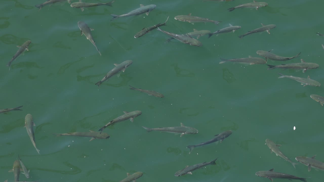 School of fish in the river