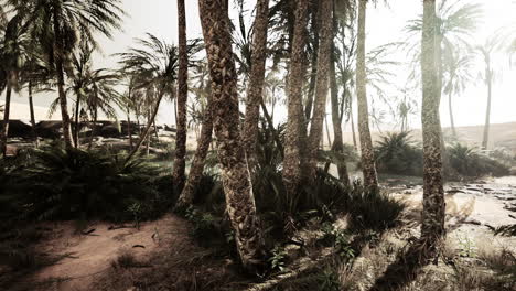 the palms oasis trail is one of many popular hikes in national park