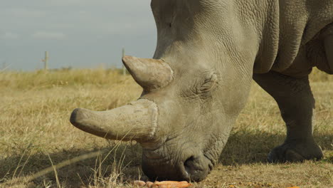 北方白犀牛在肯尼亞奧爾佩耶塔 (olpejeta)