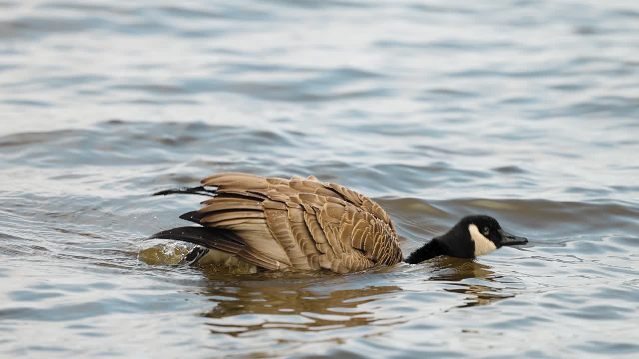 Una bellissima oca canadese che nuota nell'acqua si capovolge per pulirsi mentre sguazza nell'acqua del fiume