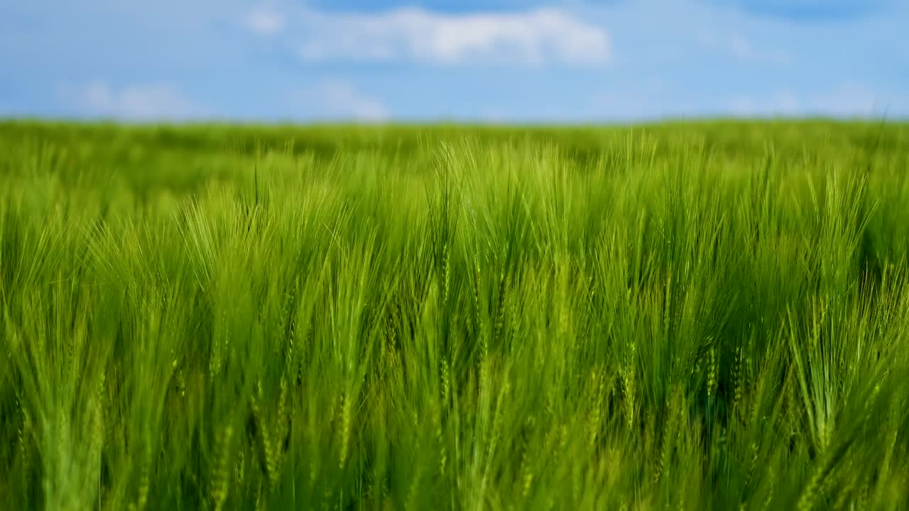 Green barley field on blue sky background. Crop video on green field. Harvest in summer concept.