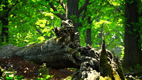 Trunk-and-stone-covered-with-a-green-moss