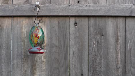 north american hummingbird and feeder on a cedar fence in slow motion half speed at 30fps