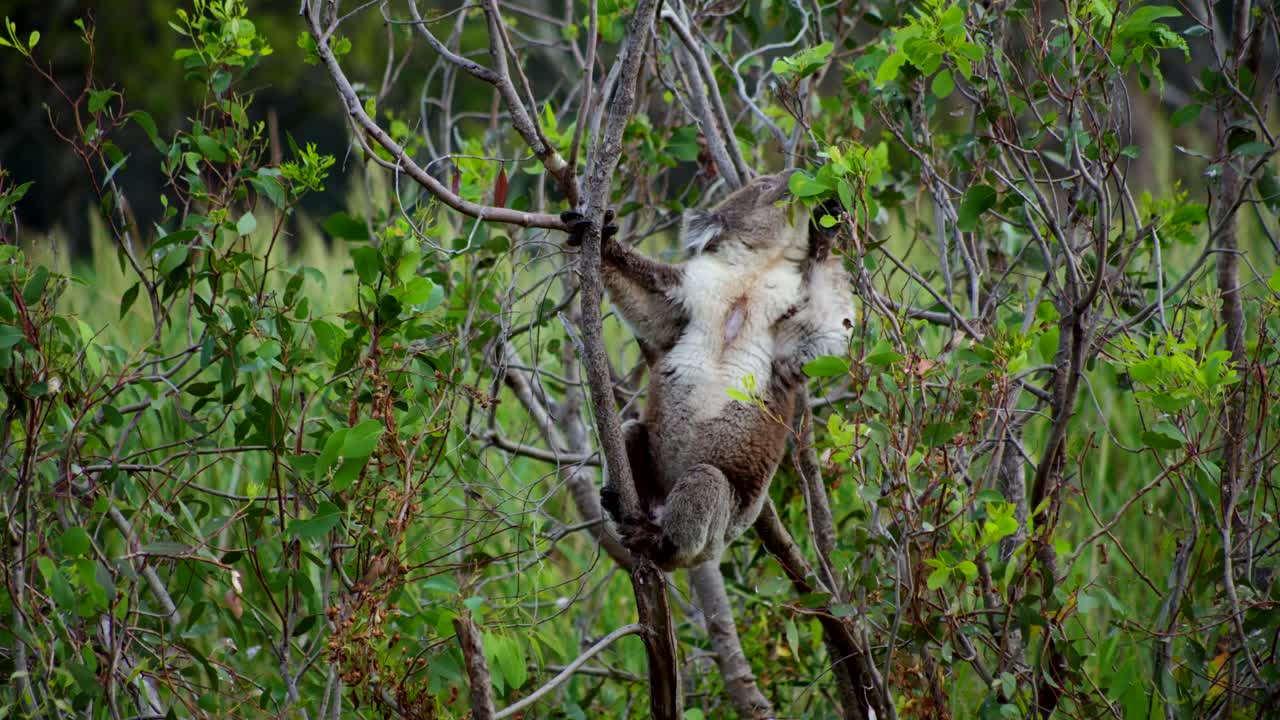 A koala grabbing leaves from a tree, showcasing the iconic Australian marsupial in its natural habitat, feeding on eucalyptus.