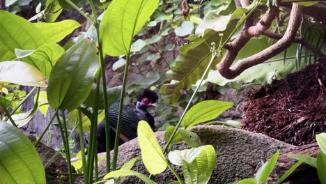 Beautiful-distinctive-black-plumage-with-dense-white-spots,-crested-guineafowl,-guttera-pucherani-preening-and-cleaning-its-feathers-on-the-ground-hiding-behind-green-vegetations