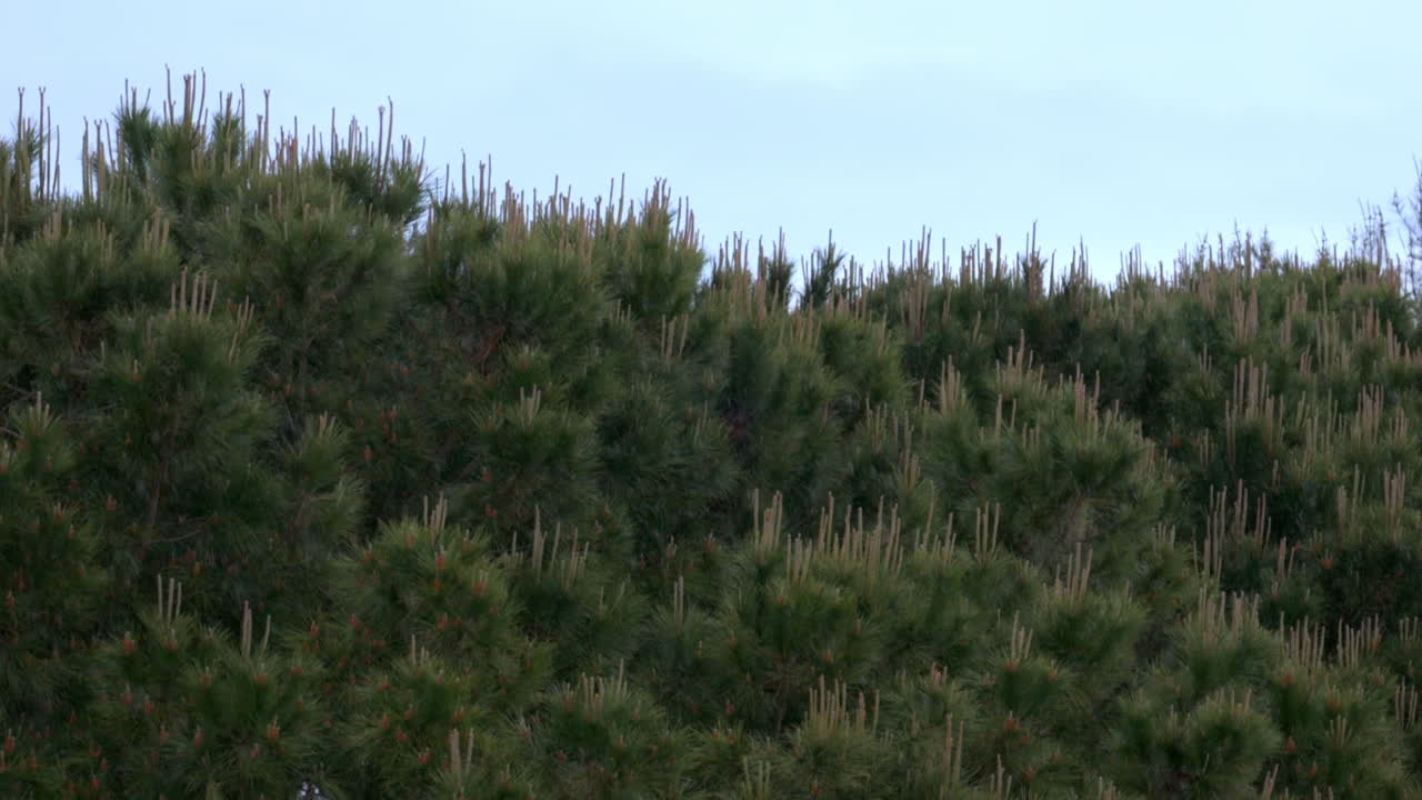 View of pine tees moving in the wind while raining