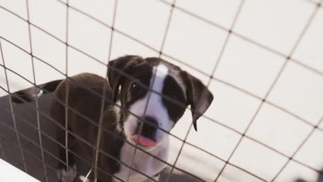 Abandoned-dog-locked-up-in-a-shelter