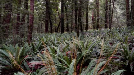 Slow-Motion-Schwenkansicht-Von-Silverfern-In-Einem-Dichten-Wald-In-Neuseeland