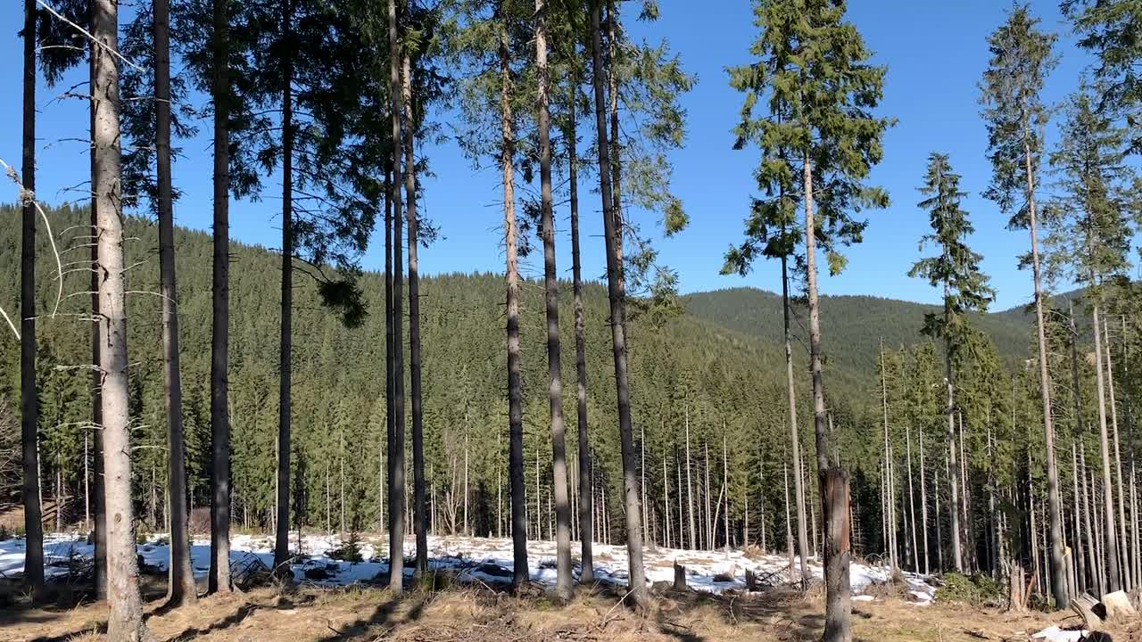A forest with patches of snow with pine trees in the foreground and dens forest in the background on a sunny day.