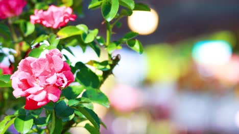 vibrant roses blooming in a lush garden