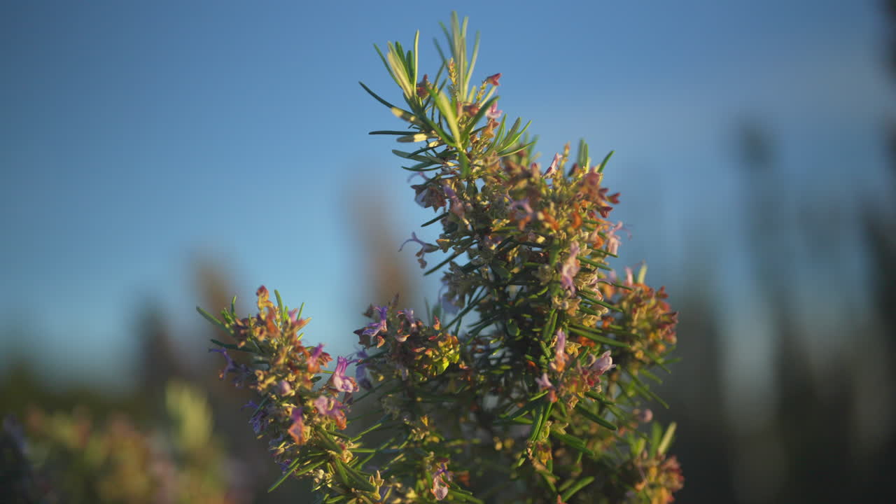 뜨겁고 황금색의 해가 뜨는 빛에 빛나는 꽃이 있는 뉴질랜드 토착 덤불의 클로즈업