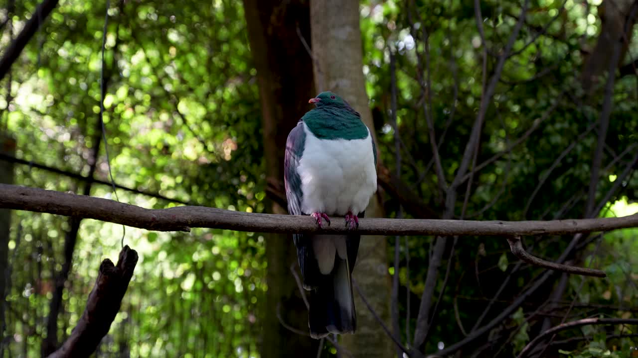 pájaro kereru o paloma de nueva zelanda posado en una rama en el aviario del bosque