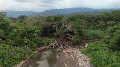 flying towards a broken tree in costa rica beachfront