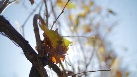 a leaf falls from a tree in the autumn season