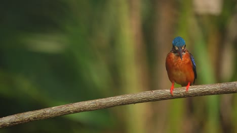 el pájaro pescador de orejas azules arroja sus excrementos mientras se alza en el árbol por la mañana