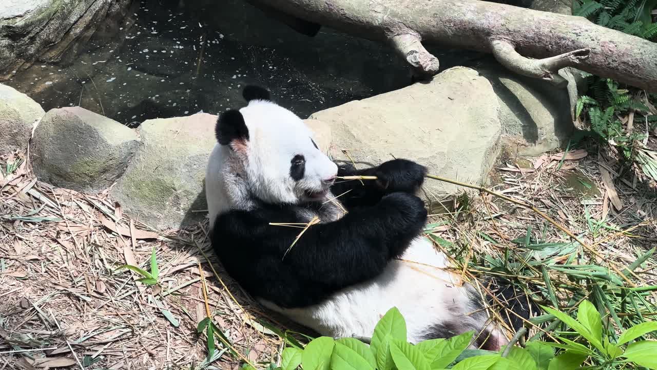 panda gigante comiendo brotes de bambú mientras yacía en el suelo en el zoológico de singapur